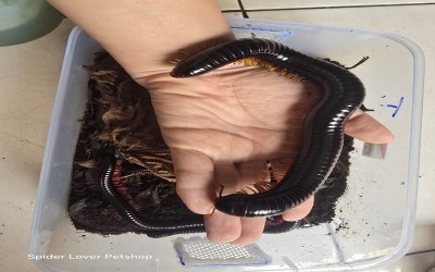 GIANT MILIPEDE Yellow 